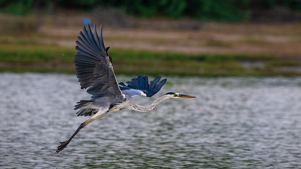 Grey Heron